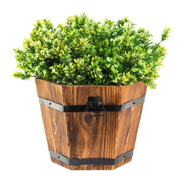 Green boxwood pick in wood bucket — Stock Photo, Image