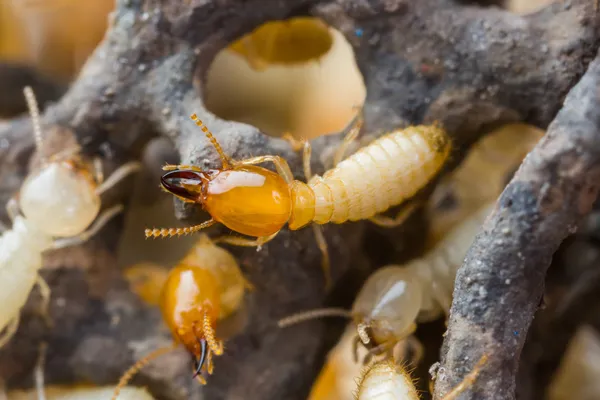 Termiten oder weiße Ameisen Stockfoto