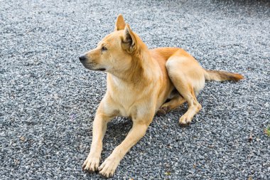 Tay köpek