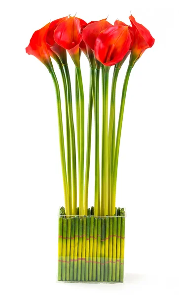 Kırmızı calla lily — Stok fotoğraf