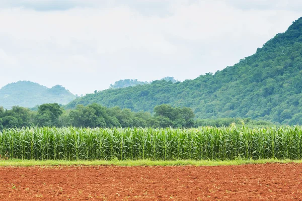 Maïsplantage in Thailand — Stockfoto