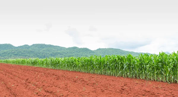 Plantación de maíz en Tailandia — Foto de Stock