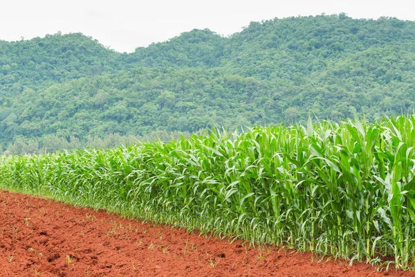 Plantación de maíz en Tailandia — Foto de Stock
