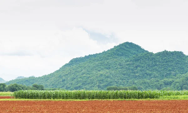 Mais-Plantage in Thailand — Stockfoto