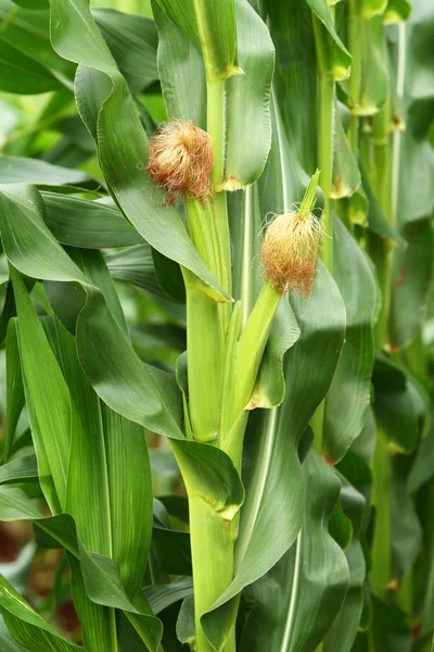 Plantáž kukuřice v Thajsku — Stock fotografie