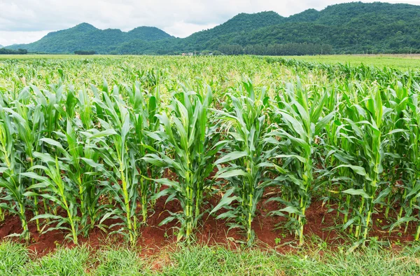 Plantación de maíz en Tailandia — Foto de Stock