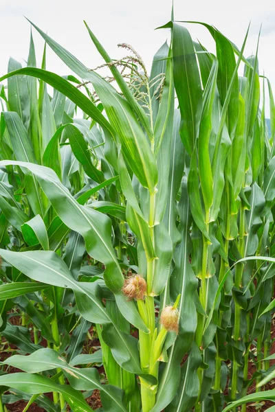 Plantacja kukurydzy w Tajlandii — Zdjęcie stockowe