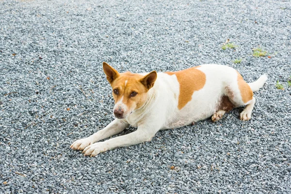 Thailändischer Hund — Stockfoto