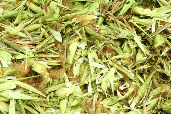 Resíduos de milho — Fotografia de Stock