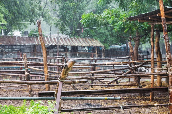 Lluvia en la granja — Foto de Stock