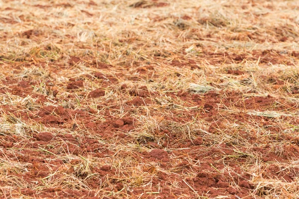 Preparação do solo para plantação — Fotografia de Stock