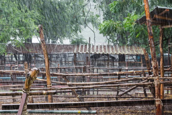 Raining in farm — Stock Photo, Image