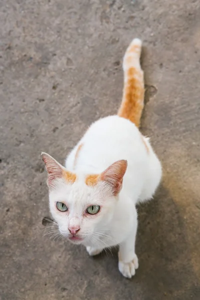 Gato tailandês — Fotografia de Stock