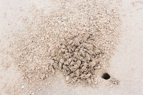 Spökkrabba hål på stranden — Stockfoto
