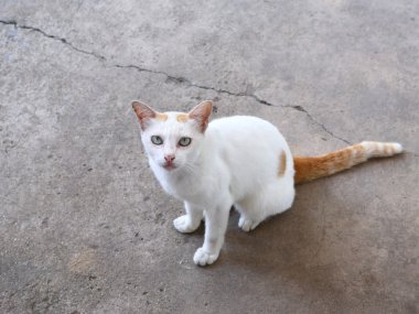 Tay kedi