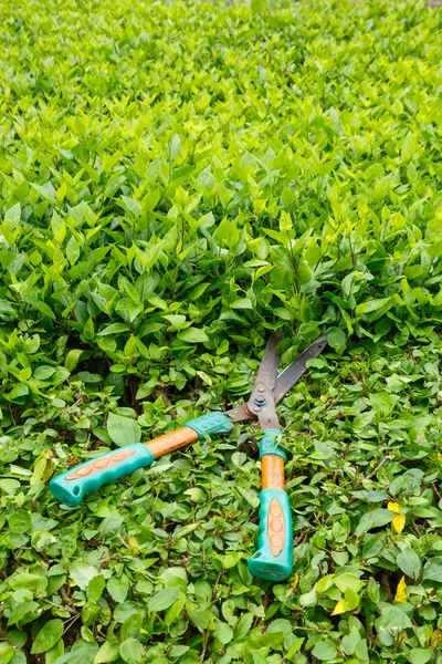 Trimming shrubs scissors — Stock Photo, Image
