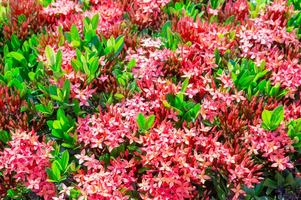 Pointe de fleur de couleur rouge — Photo