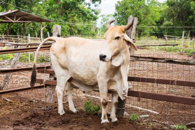 çiftlikte inek