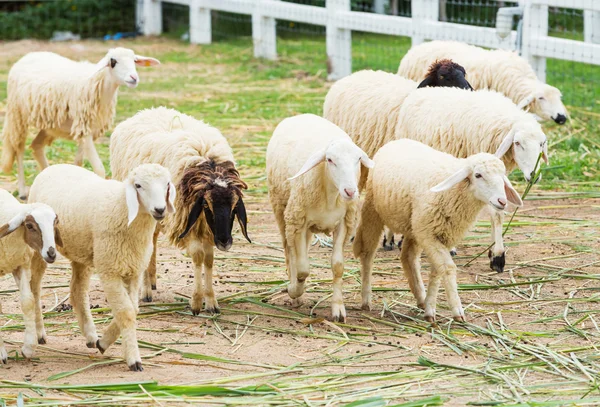 White sheep — Stock Photo, Image