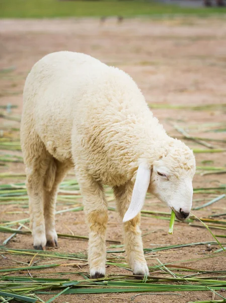 White sheep — Stock Photo, Image