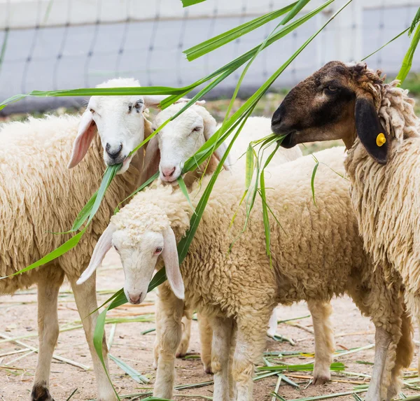 Feeding sheep — Stock Photo, Image