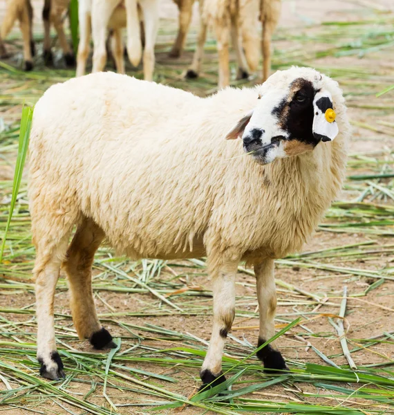 White sheep — Stock Photo, Image