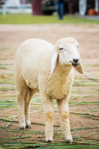 White sheep — Stock Photo, Image