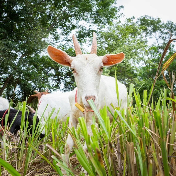 Goat eating grass — Stock Photo, Image