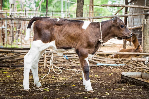 Kalv i gård — Stockfoto