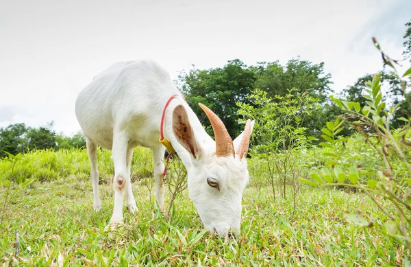 Goat eating grass — Stock Photo, Image