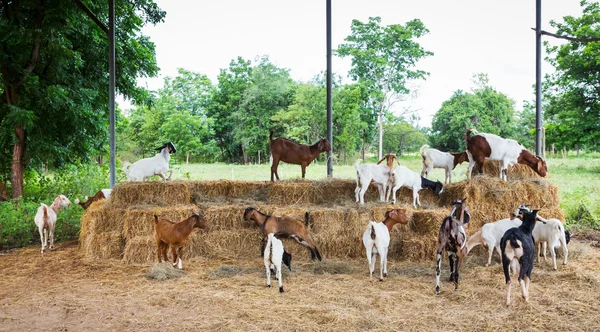 Goats in farm — Stock Photo, Image