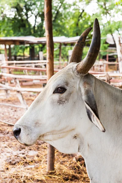 Vaca en la granja — Foto de Stock