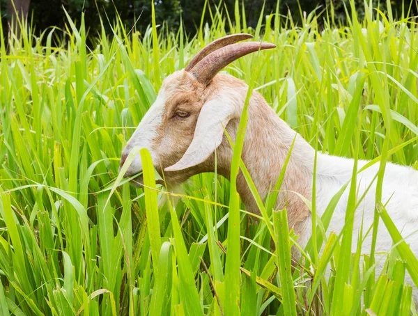 Goat eating grass — Stock Photo, Image