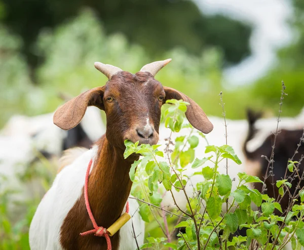 Goat eating grass — Stock Photo, Image