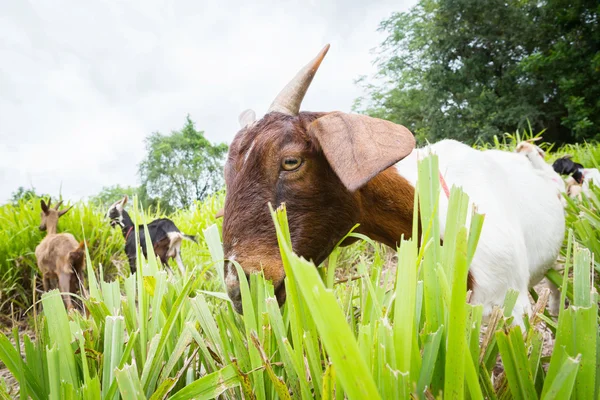Коза ест траву — стоковое фото