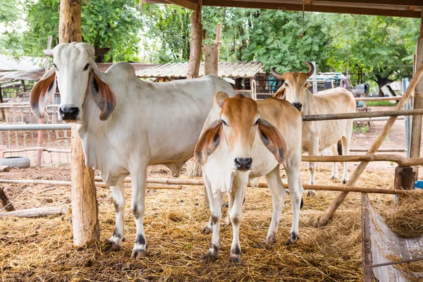 Vaca en la granja — Foto de Stock