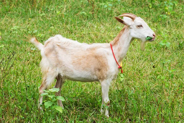 Goat eating grass — Stock Photo, Image