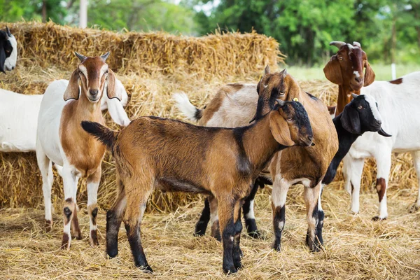 Cabras en la granja —  Fotos de Stock