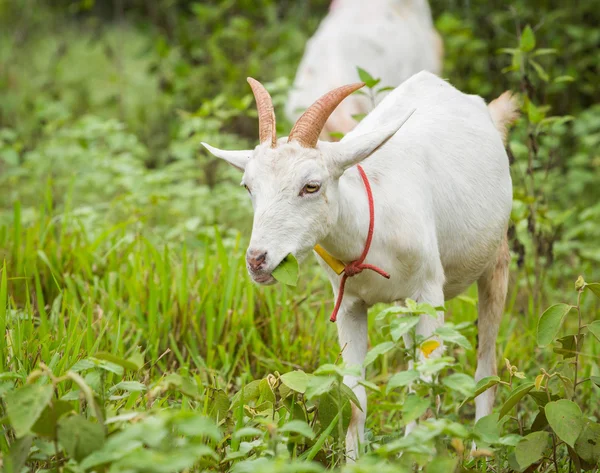 Коза ест траву — стоковое фото