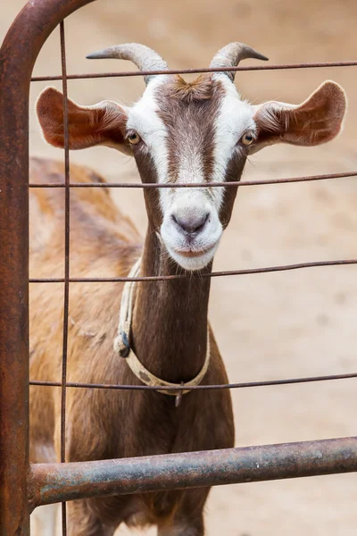 ファーム内のヤギ — ストック写真