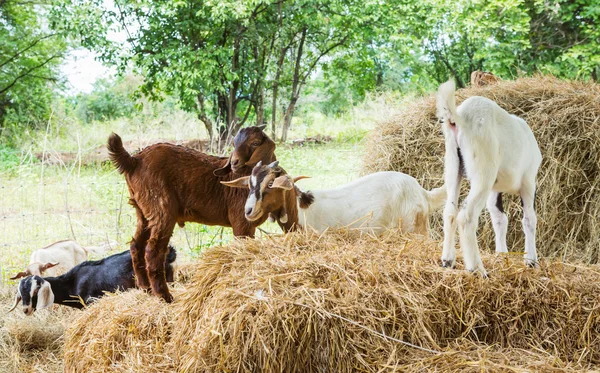 Capre în fermă — Fotografie, imagine de stoc