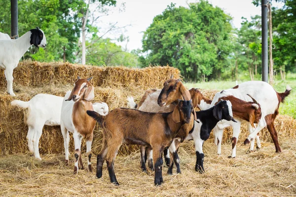 Goats in farm — Stock Photo, Image
