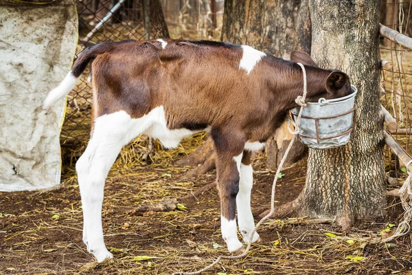 Kalv i gård — Stockfoto