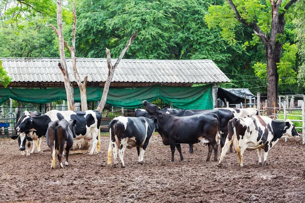 Ko i gård — Stockfoto