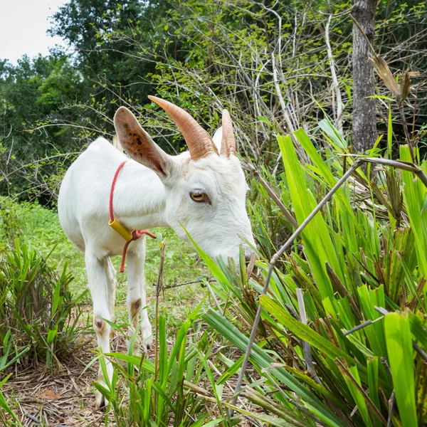 Caprinos na exploração agrícola — Fotografia de Stock