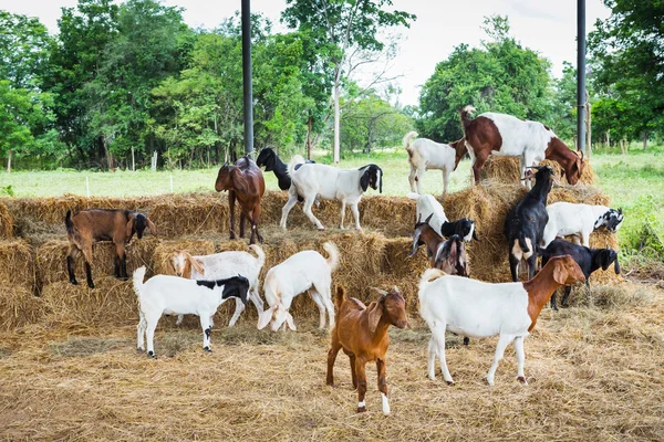 Goats in farm — Stock Photo, Image