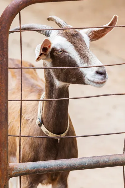 Get i gård — Stockfoto