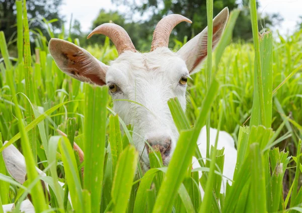 Goat eating grass — Stock Photo, Image