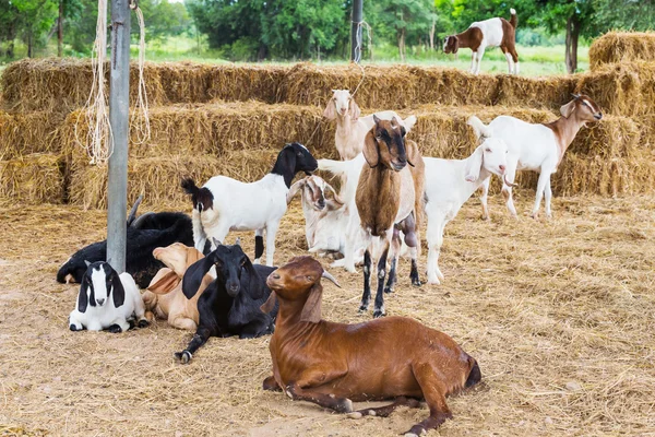 Goats in farm — Stock Photo, Image