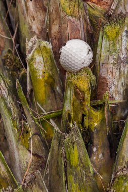 palmiye ağacı üzerinde golf topu sıkışmış